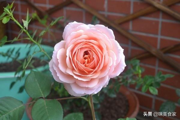 精品月季“躲躲藏藏”，开花爆盆，花比叶多，实属养花首选