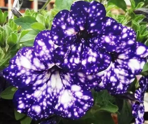 浪漫星空矮牵牛，花朵如梦幻星空，春天养一盆吧！太美了！