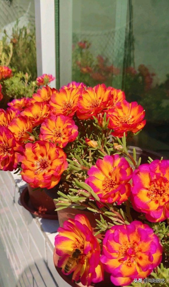 夏天养花，当属“太阳花”，号称“爆盆王”，一旦开花就停不下