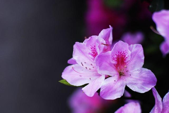 杜鹃花掉苞严重，这几点再不重视，花期减少一大半