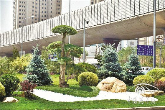 精品彩叶乔木在园林景观中的应用 