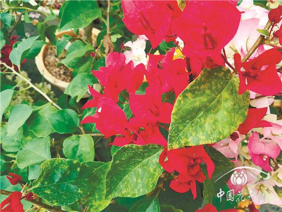 园林花卉病害防控六大策略