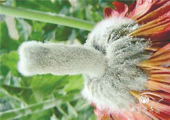 园林花卉病害防控六大策略