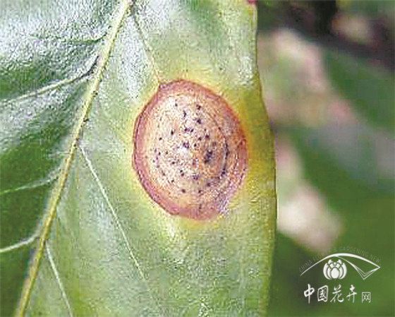 园林花卉病害防控六大策略