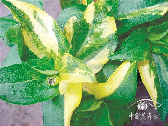 园林花卉病害防控六大策略