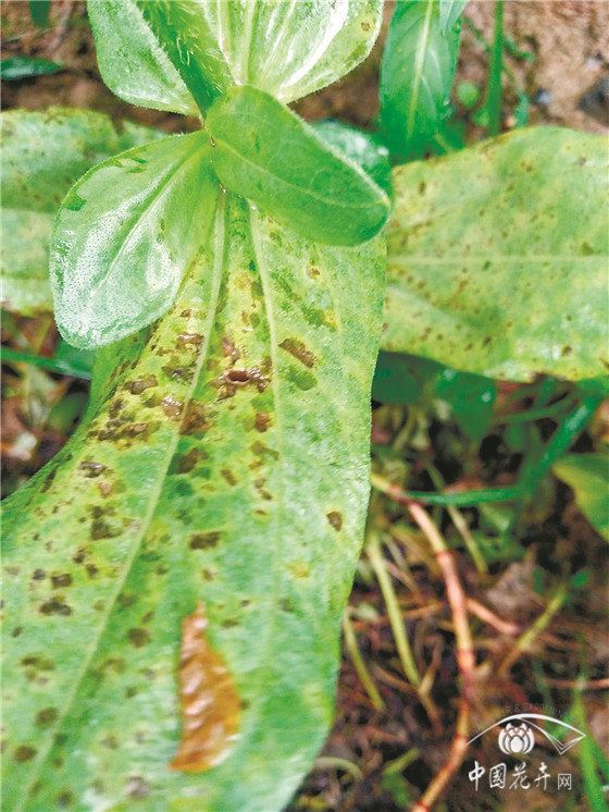 园林花卉病害防控六大策略
