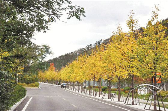 精品彩叶乔木在园林景观中的应用 