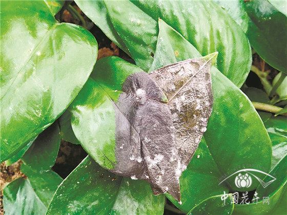 园林花卉病害防控六大策略