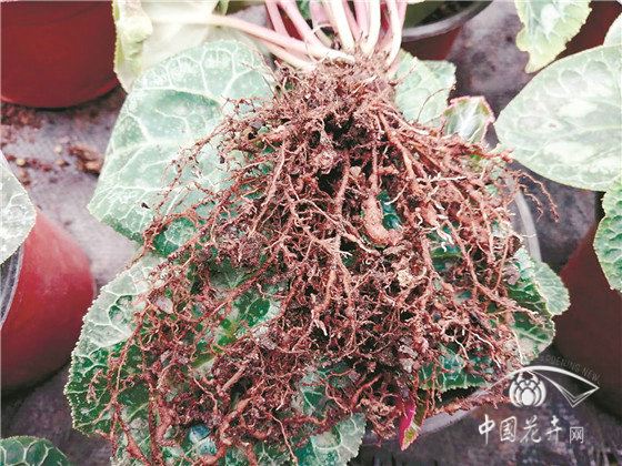 园林花卉病害防控六大策略