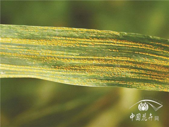 园林花卉病害防控六大策略
