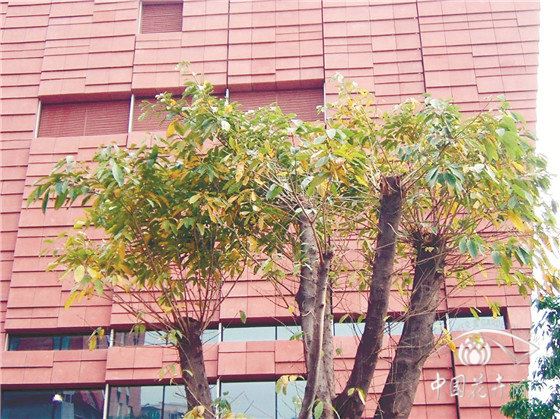 安全修剪是园林修剪的第一要务