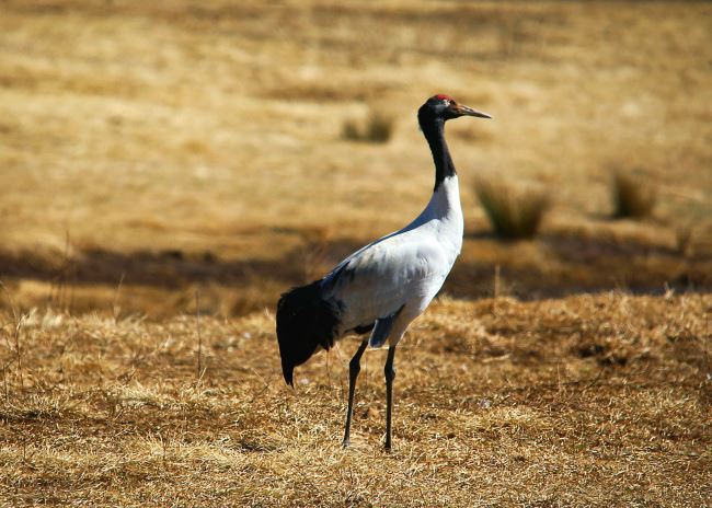 大山包黑颈鹤大部队已返回繁殖地