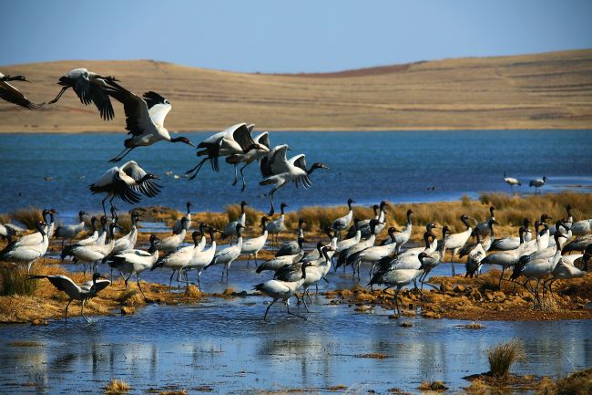 大山包黑颈鹤大部队已返回繁殖地