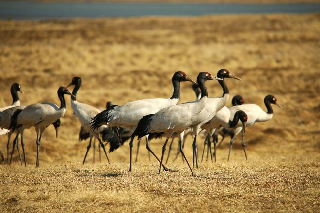 大山包黑颈鹤大部队已返回繁殖地