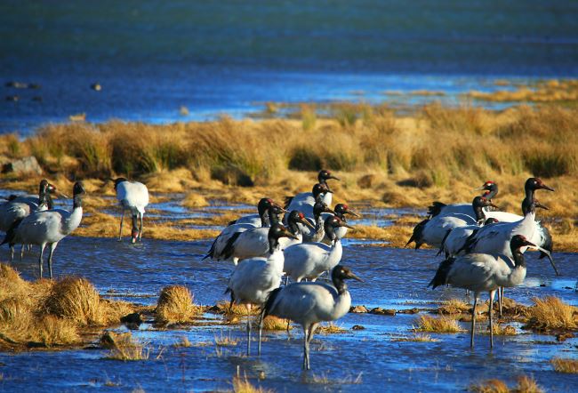 大山包黑颈鹤大部队已返回繁殖地