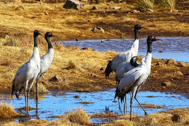 大山包黑颈鹤大部队已返回繁殖地