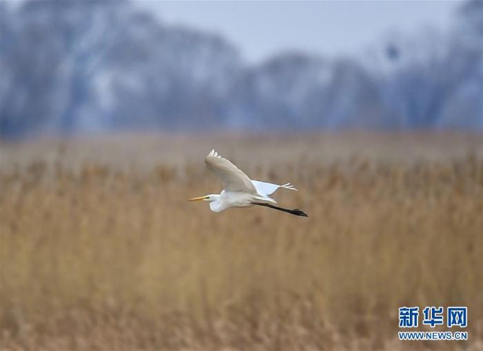 [野生动植物]内蒙古：湿地迎来大批候鸟