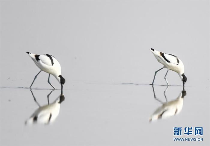 [野生动植物]内蒙古：湿地迎来大批候鸟