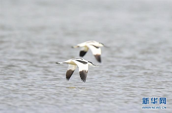 [野生动植物]内蒙古：湿地迎来大批候鸟
