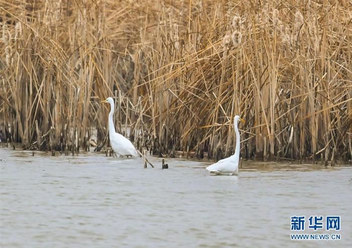 [野生动植物]内蒙古：湿地迎来大批候鸟