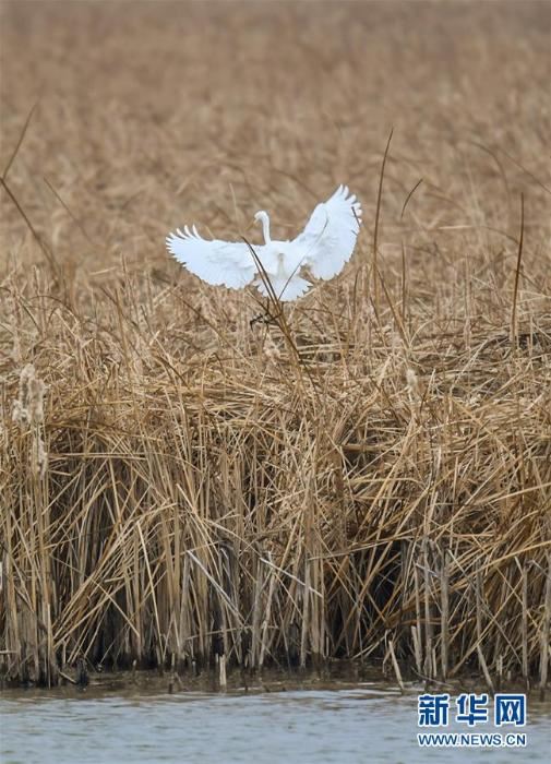 [野生动植物]内蒙古：湿地迎来大批候鸟