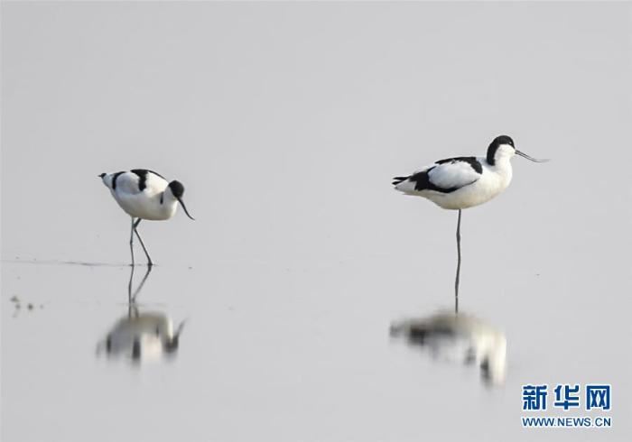 [野生动植物]内蒙古：湿地迎来大批候鸟