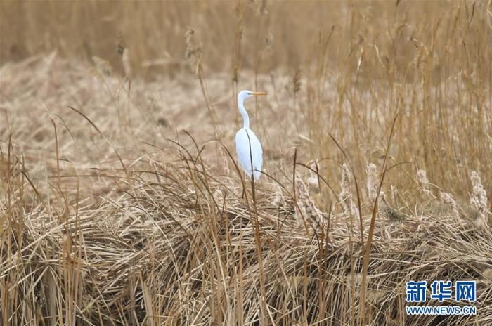 [野生动植物]内蒙古：湿地迎来大批候鸟