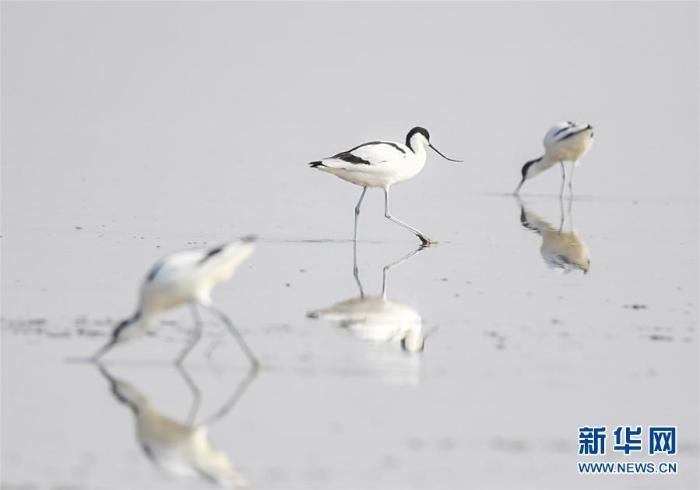 [野生动植物]内蒙古：湿地迎来大批候鸟