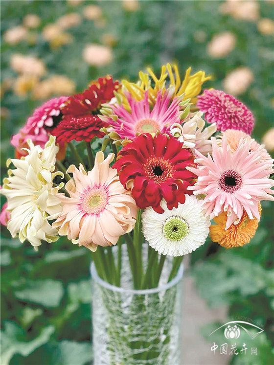 2020年直播就是花卉业最大的风口