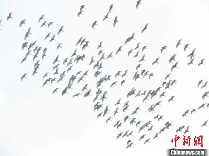 [野生动植物]湖南南山国家公园过境候鸟数量创历史新高