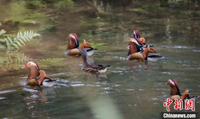 [野生动植物]湖南南山国家公园过境候鸟数量创历史新高