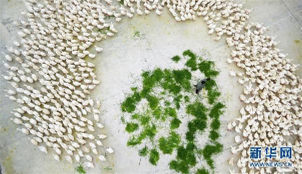 [林业扶贫]天然“宝贝”促增收——贵州锦屏县培育扶贫产业见闻