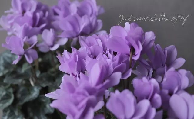 花期200天！年年开爆、年年复花，猜猜你认识她吗？