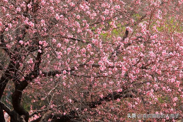 北京：植物园春花竞相开放，迎来最美春色