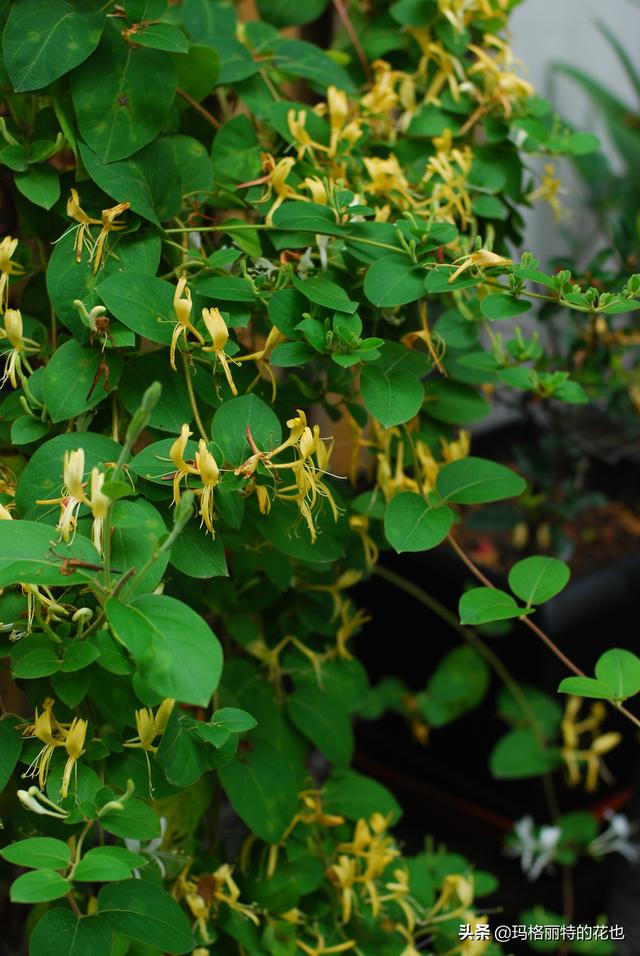 园丁随笔:原来我种了那么多年的金银花是棵红白忍冬 园丁随笔:原来我种了那么多年的金银花是棵红白忍冬