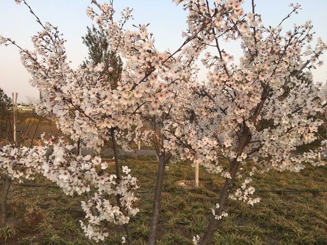 奥林匹克公园的春色