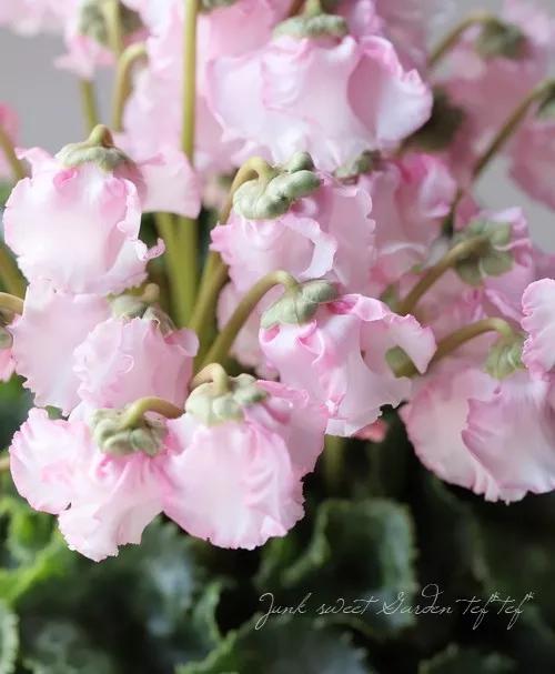 花期200天！年年开爆、年年复花，猜猜你认识她吗？