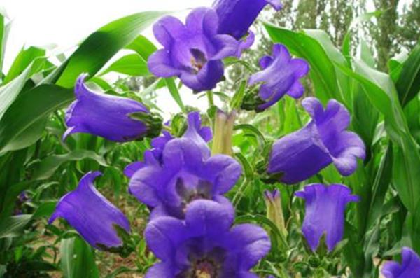 乡间小路上的“铃铛花”，花色多样颜值不俗，挖一棵回家也能养