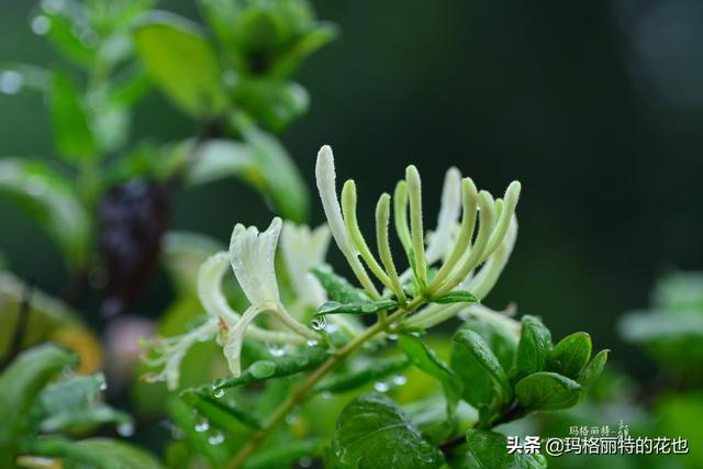 园丁随笔:原来我种了那么多年的金银花是棵红白忍冬 园丁随笔:原来我种了那么多年的金银花是棵红白忍冬