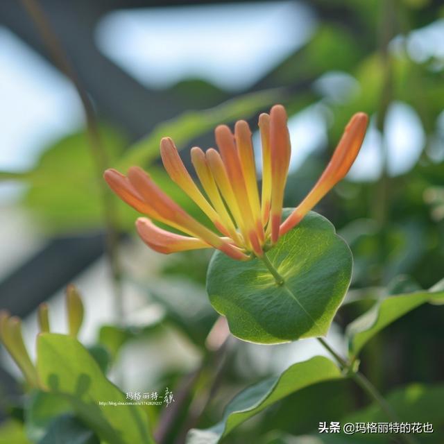 园丁随笔:原来我种了那么多年的金银花是棵红白忍冬 园丁随笔:原来我种了那么多年的金银花是棵红白忍冬