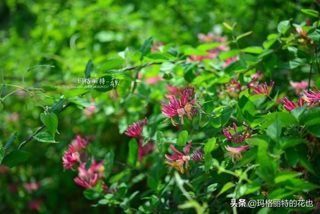 园丁随笔:原来我种了那么多年的金银花是棵红白忍冬 园丁随笔:原来我种了那么多年的金银花是棵红白忍冬