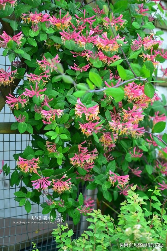 园丁随笔:原来我种了那么多年的金银花是棵红白忍冬 园丁随笔:原来我种了那么多年的金银花是棵红白忍冬