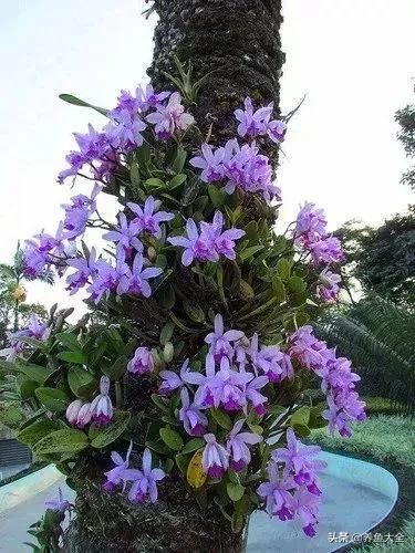 古树开花，别样的风韵！