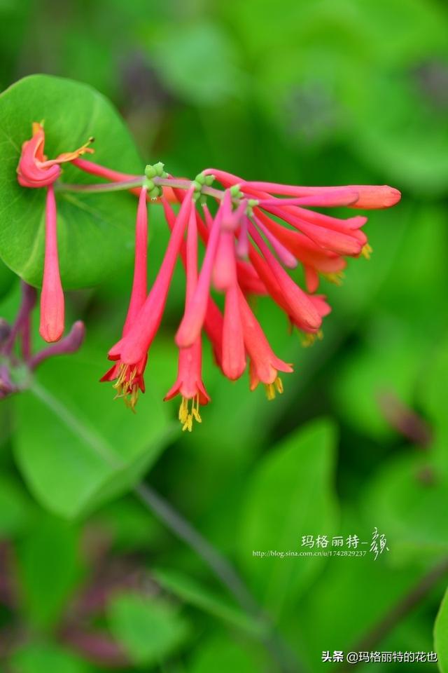 园丁随笔:原来我种了那么多年的金银花是棵红白忍冬 园丁随笔:原来我种了那么多年的金银花是棵红白忍冬