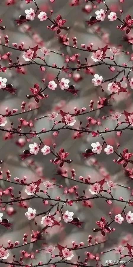 古树开花，别样的风韵！