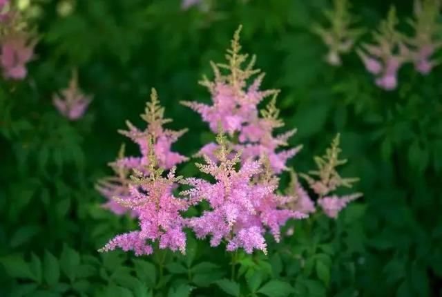 植物，那些你踩过的坑，那些你读错的字