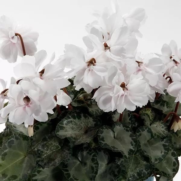 花期200天！年年开爆、年年复花，猜猜你认识她吗？
