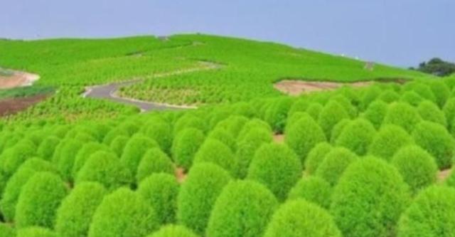 堪称世界上最委屈的植物，在日本被当成国宝，在中国被做成扫把