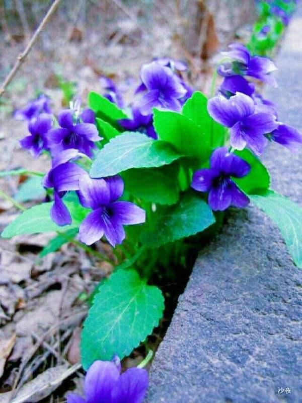 长在草坪的紫花堇菜，叶子纤弱花玲珑，馋得立马挖回家