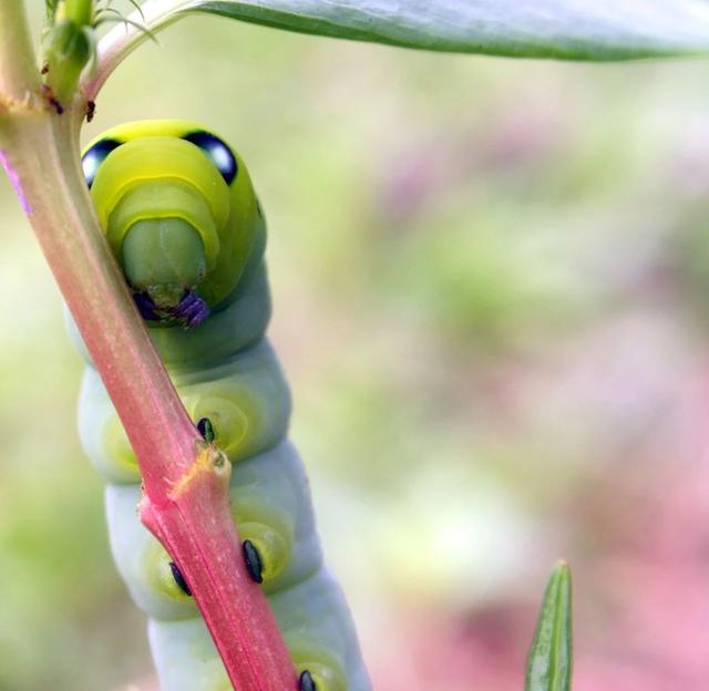连花蜜都有毒的夹竹桃，凭什么能在南方城市“烂大街”